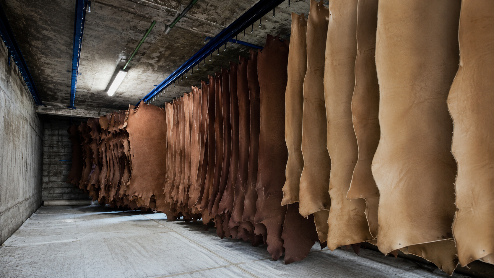 Rows of vegetable-tanned leather hides hanging in the drying room